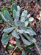 Image of Chrysopsis floridana var. highlandsensis (De Laney & Wunderlin) D. B. Ward