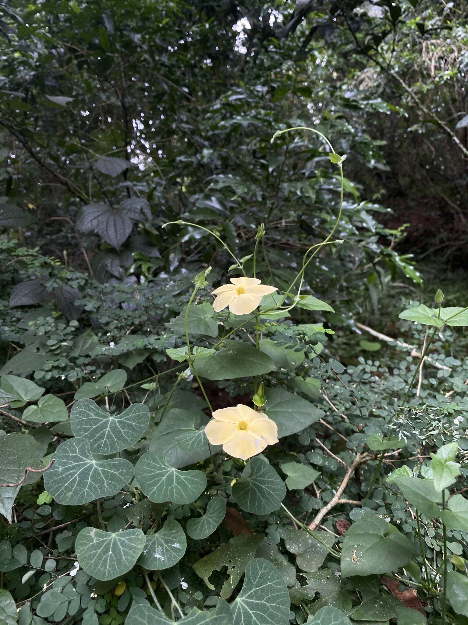 Image of Thunbergia dregeana Nees