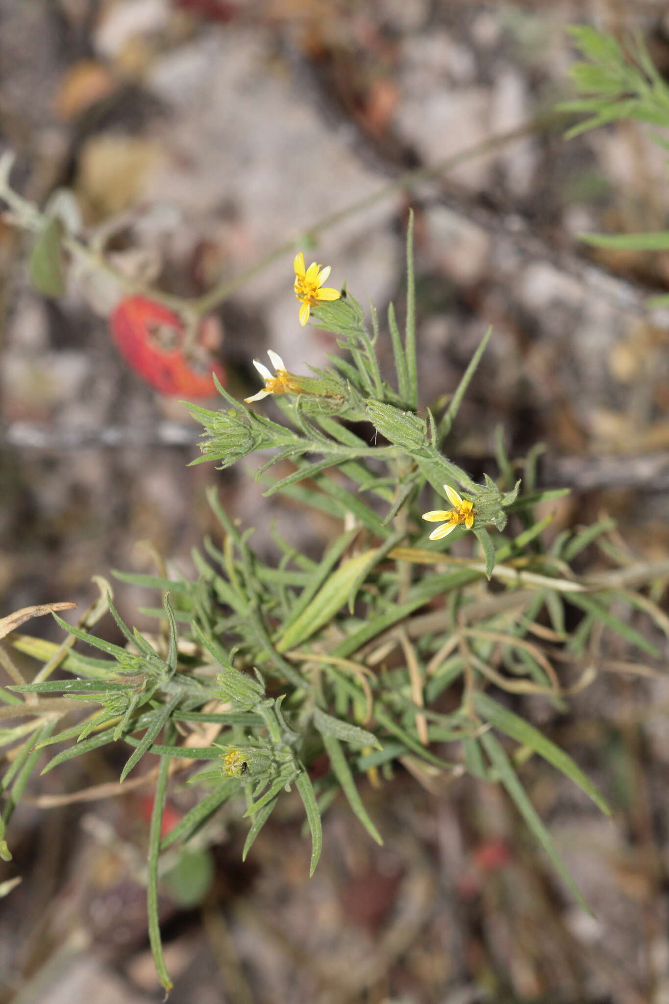 Imagem de Trixis angustifolia DC.