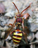 Image of Nomada imbricata Smith 1854