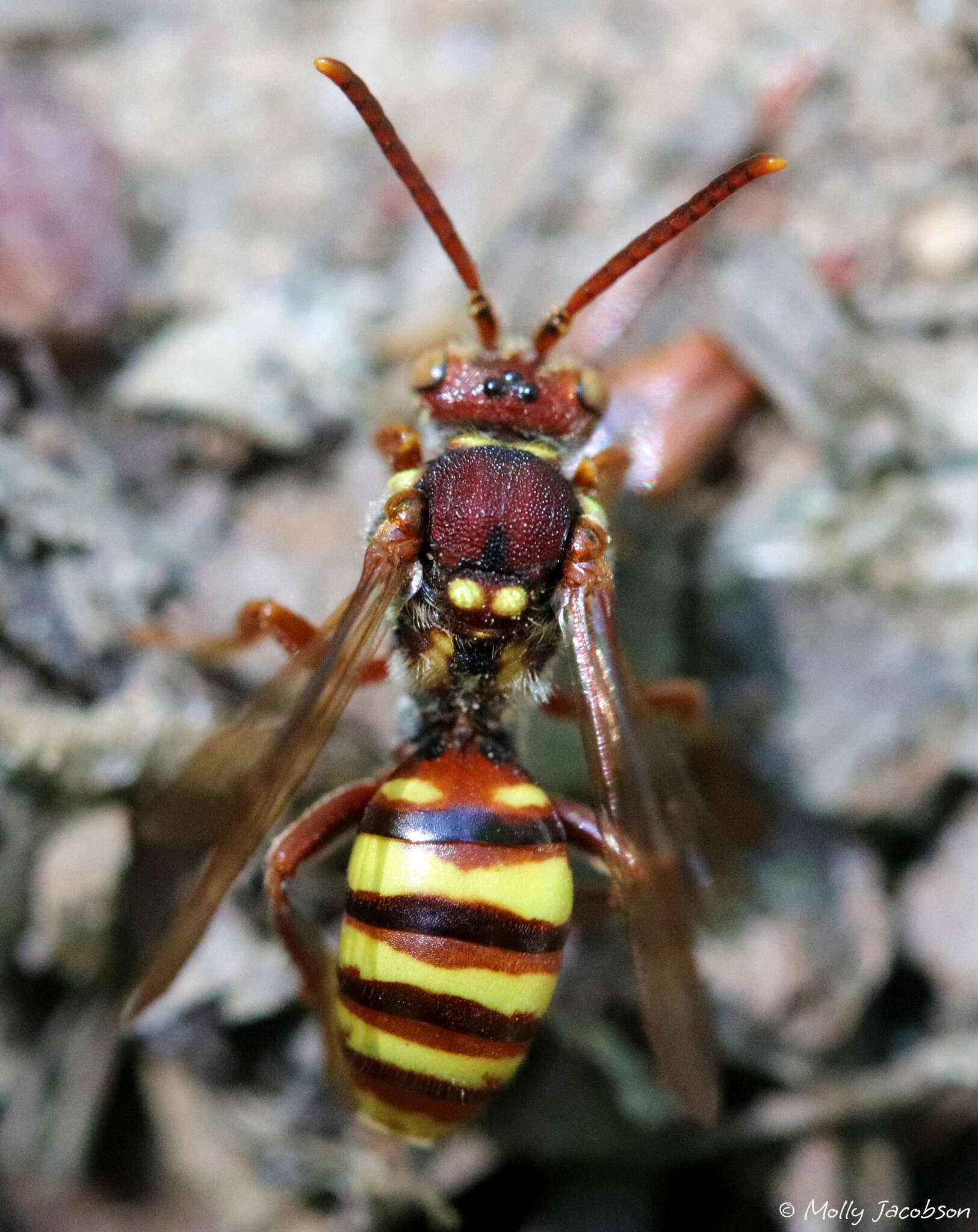 Image of Nomada imbricata Smith 1854