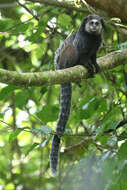 Image of Wied's Black-tufted-ear Marmoset