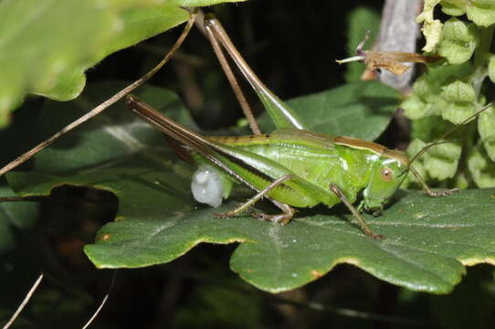 Image of two-coloured bush-cricket