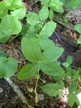 Imagem de Galium oreganum Britton