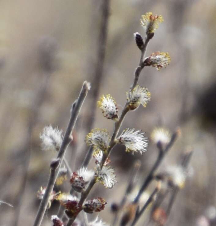 Image of prairie willow