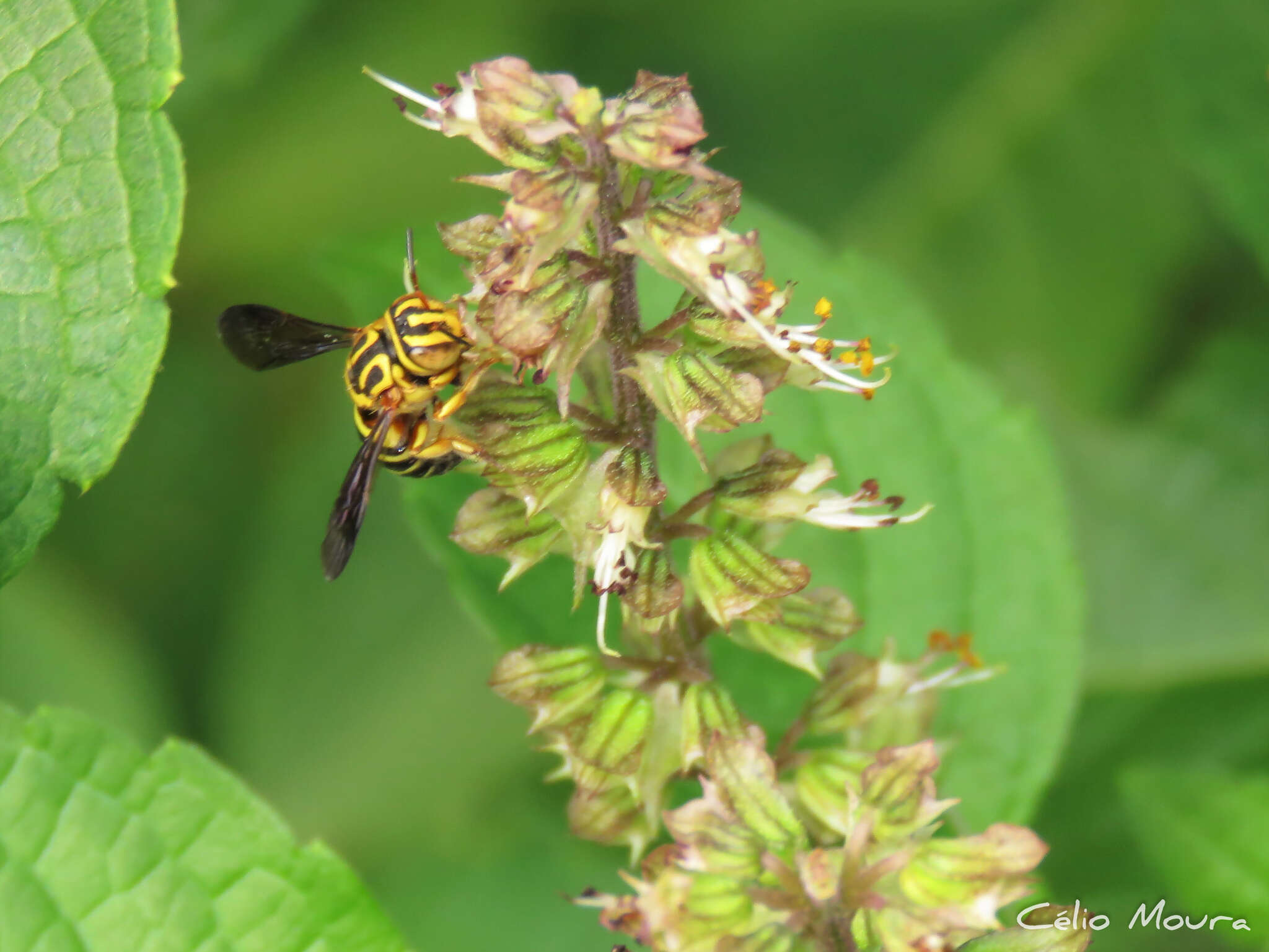 Image of Epanthidium tigrinum (Schrottky 1905)