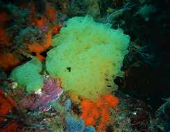 Image of yellow Clathrina