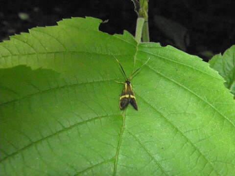 Imagem de Nemophora degeerella Linnaeus 1758