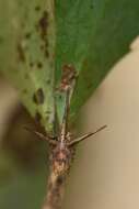 Image of Berberis glaucocarpa Stapf