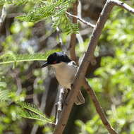 Image de Dryoscopus cubla okavangensis Roberts 1932