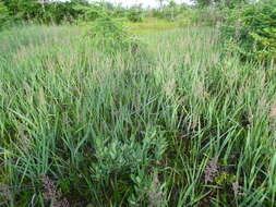 Calamagrostis pickeringii A. Gray的圖片