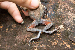 Image of Megophrys minor Stejneger 1926