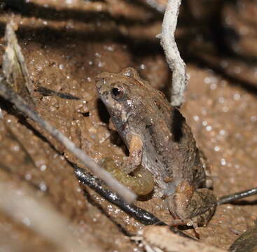 Image of Beeping Froglet