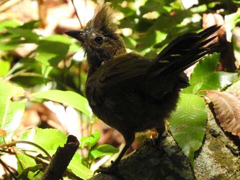 Слика од Psophodes olivaceus (Latham 1801)