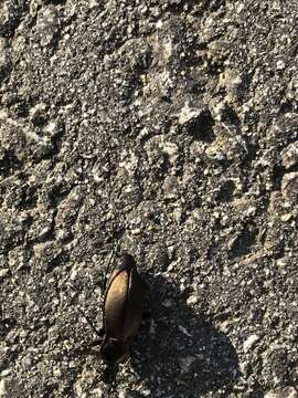 Image of Necklace Ground Beetle