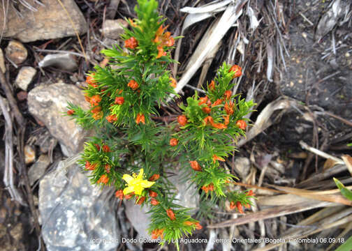 صورة Hypericum juniperinum (L. fil.) Kunth