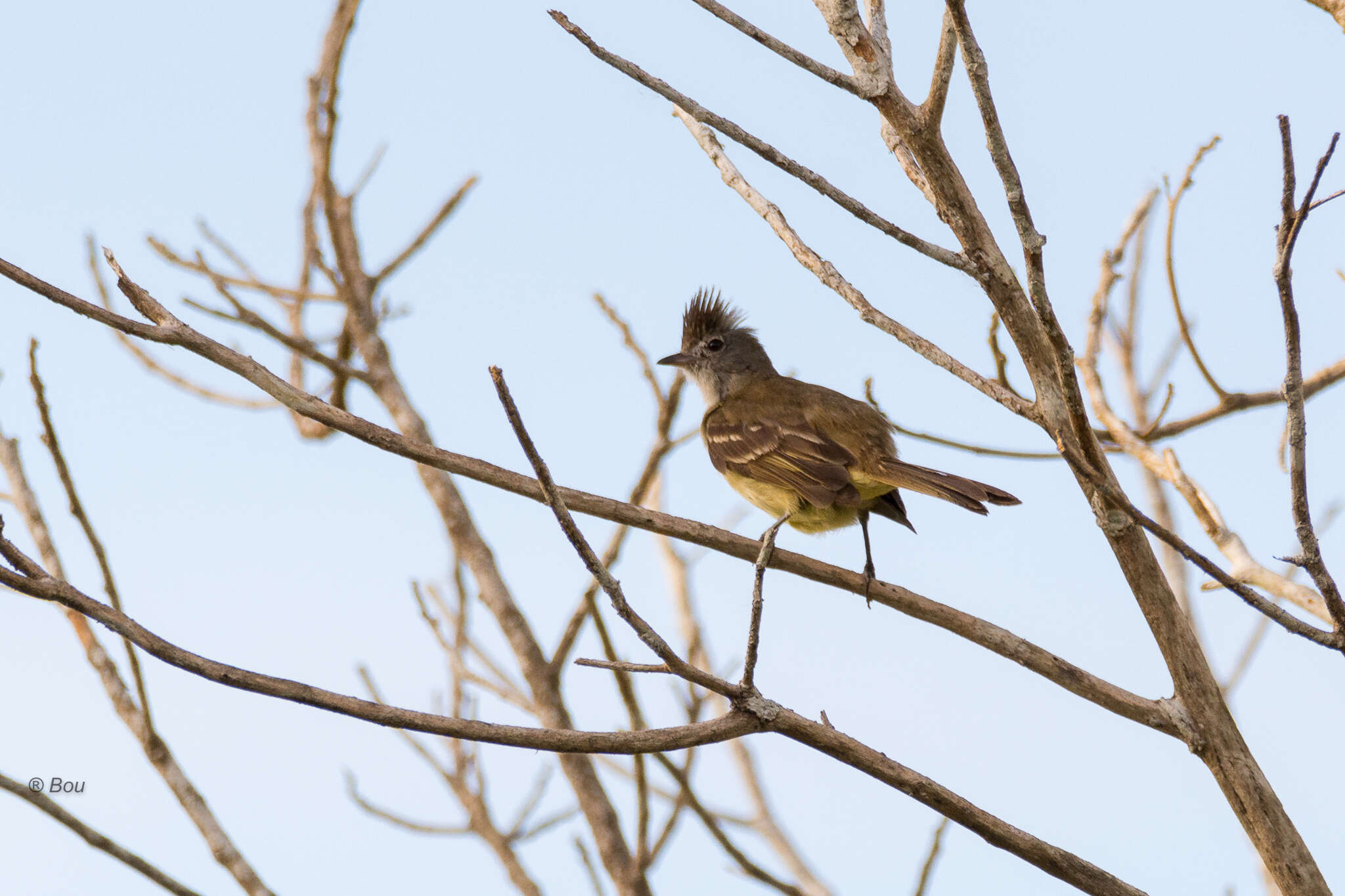 Image of Yellow-bellied Elaenia