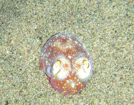 Image of Koch's Bottletail Squid