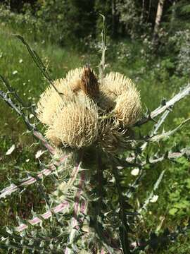 Image of white thistle