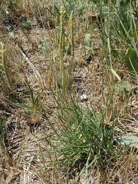 Image of Plantago maritima subsp. ciliata Printz