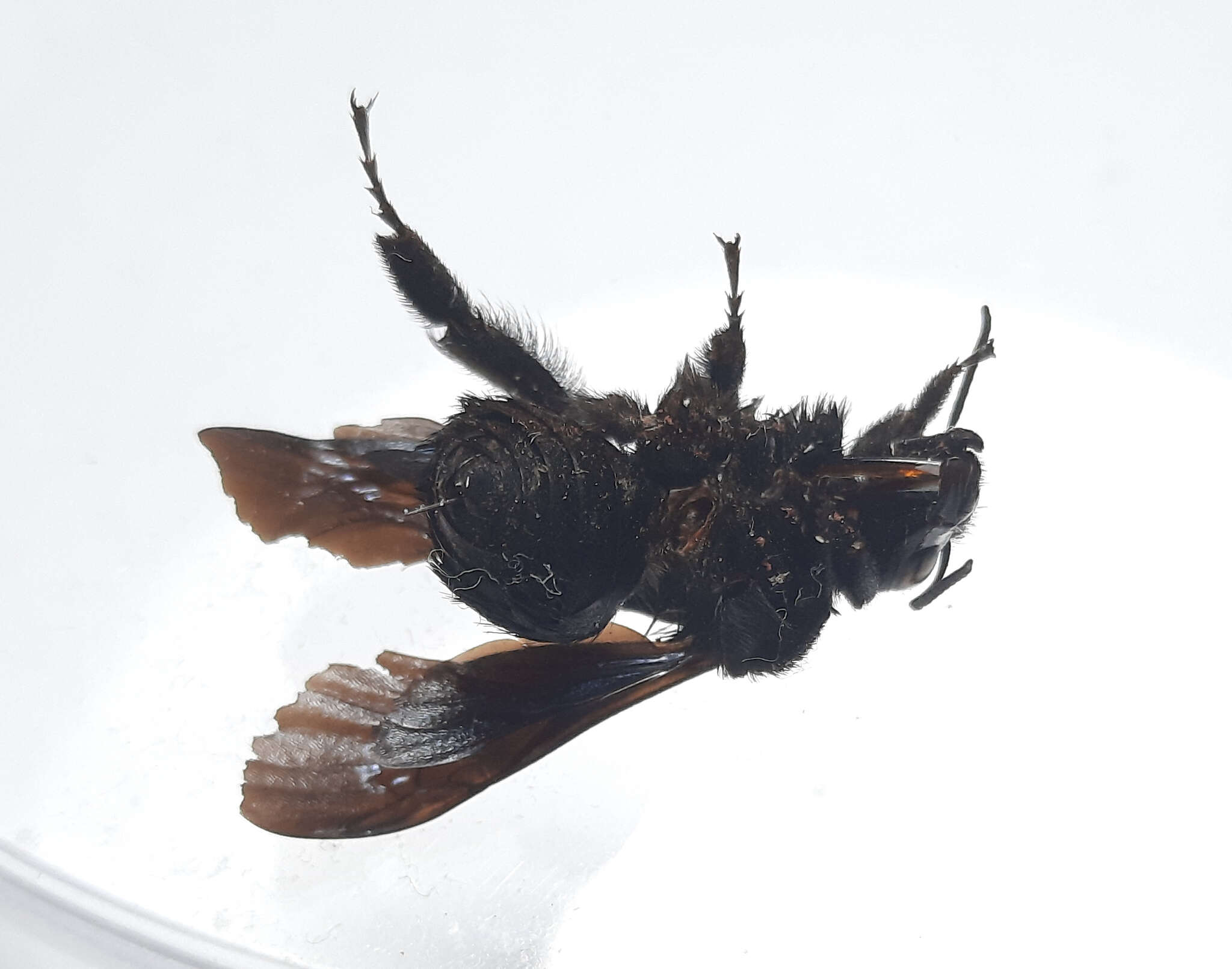 Image of Bombus morio (Swederus 1787)