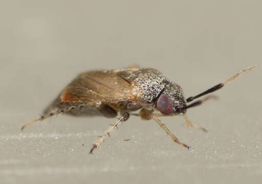 Image of Western Plant Bug