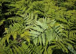 Image of Pteridium latiusculum subsp. japonicum (Nakai) Fraser-Jenkins