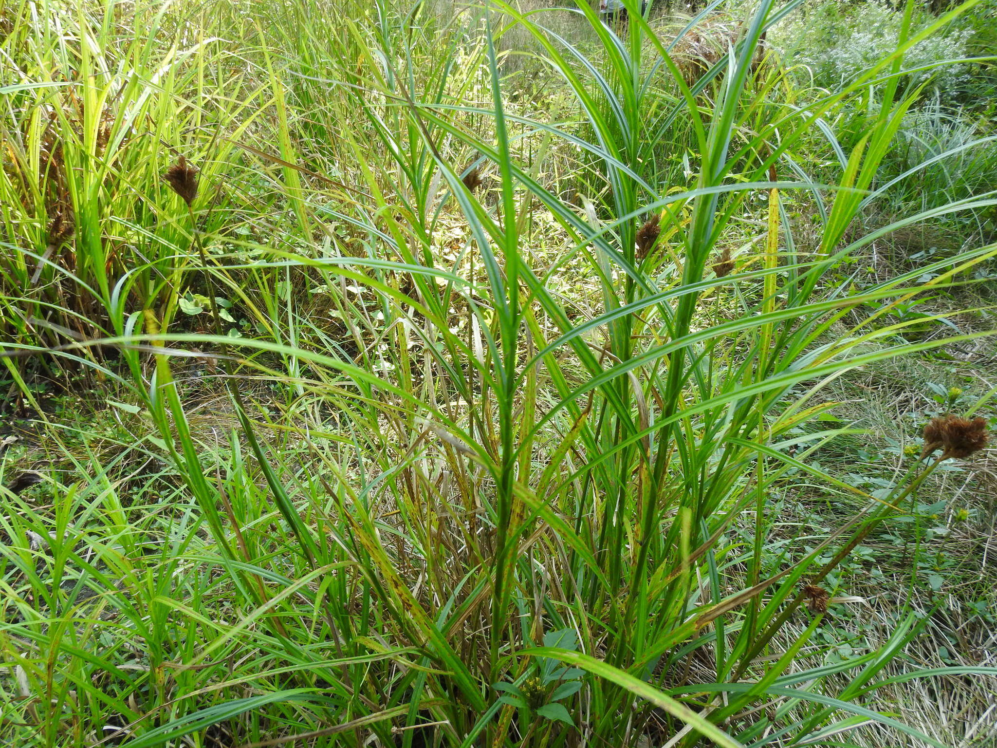 Image of Bebb's sedge