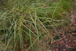 Imagem de Acacia mucronata subsp. longifolia (Benth.) Court