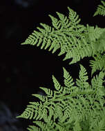 Image of American Alpine Lady Fern