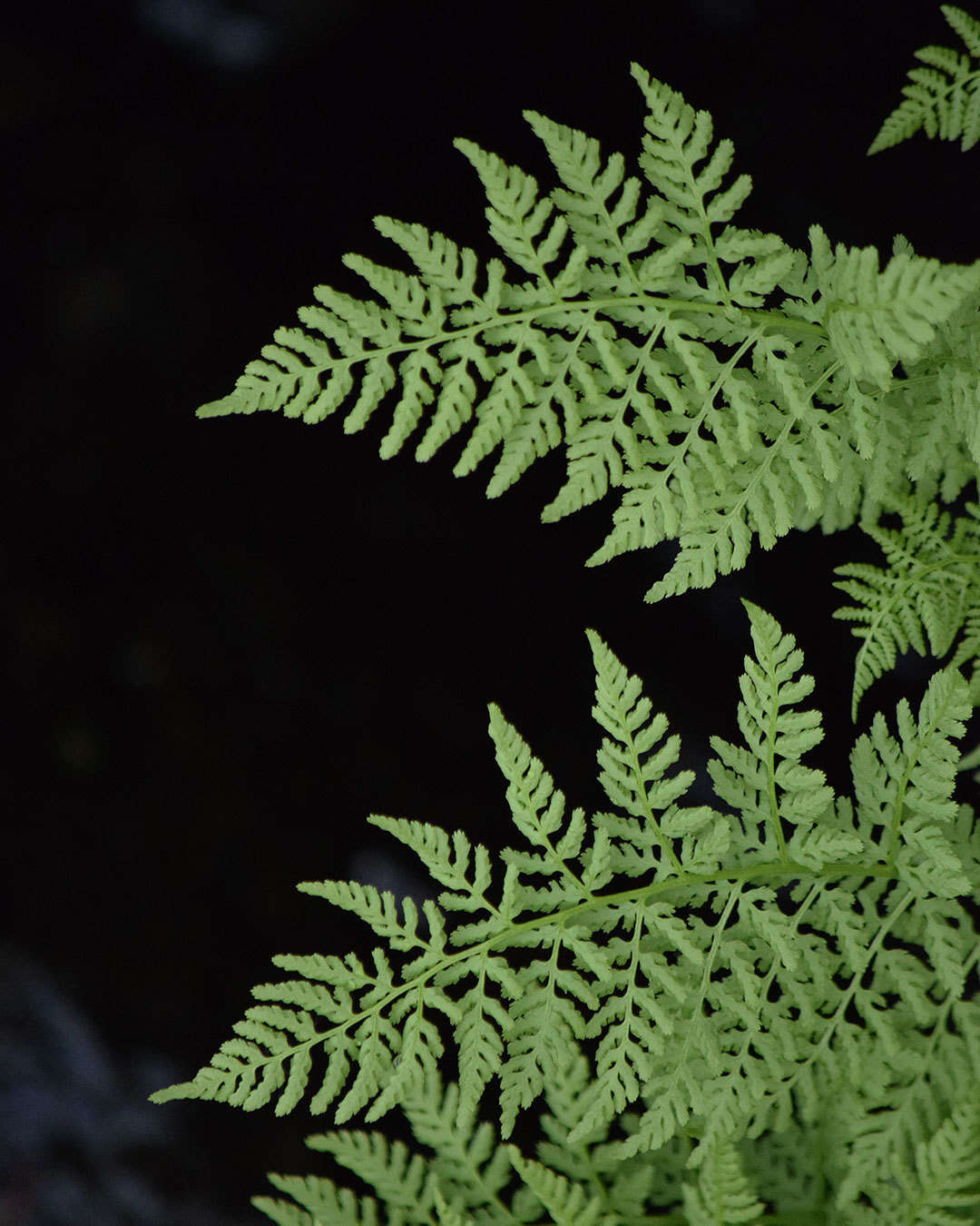 Image de Athyrium americanum (Butters) Maxon