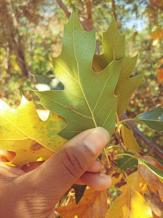 Image of oracle oak