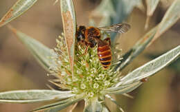 Image of Andrena variabilis Smith 1853