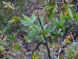 Platanus racemosa Nutt. ex Audubon的圖片