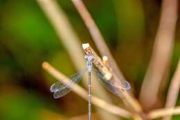 Image of Carolina Spreadwing