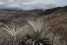 Imagem de Tillandsia tectorum É. Morren