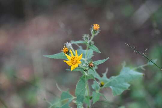 Image of Simsia amplexicaulis (Cav.) Pers.