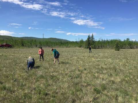 Image of Maclean's goldenweed