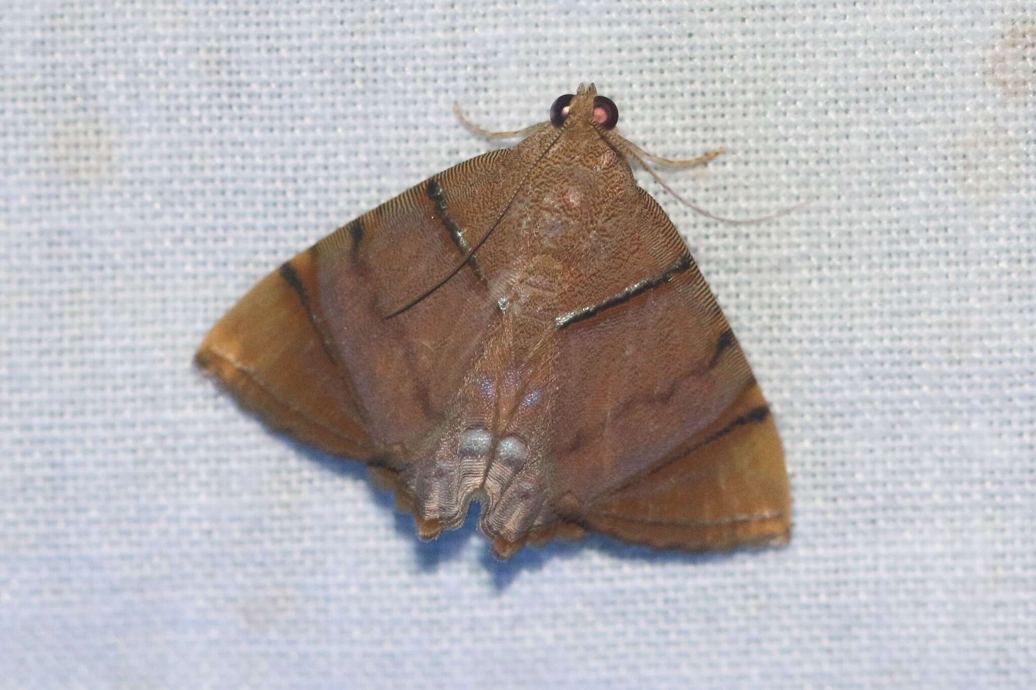 Image of Eulepidotis junetta Dyar 1914
