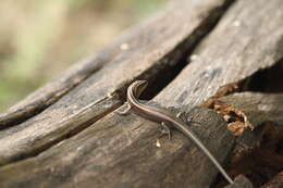 Image of Copper-tailed Skink