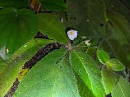 Image of Amalophyllon macrophyllum (Wiehler) Boggan, L. E. Skog & Roalson