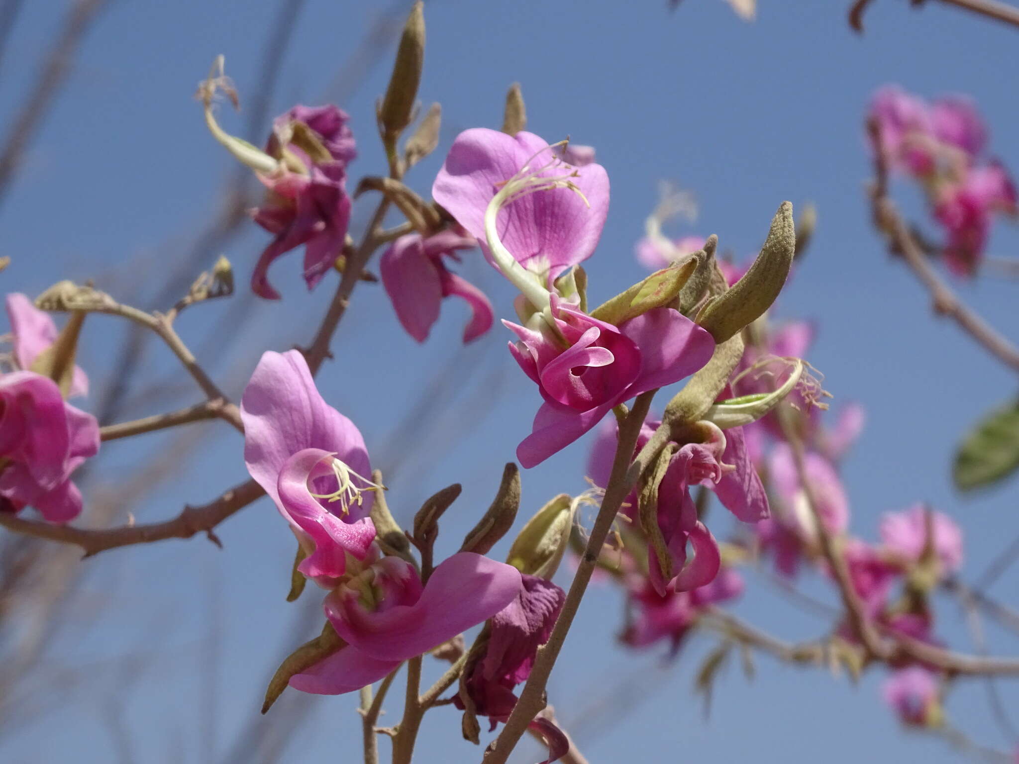 Image of Harpalyce arborescens A. Gray