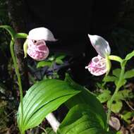 Image of Spotted lady's slipper