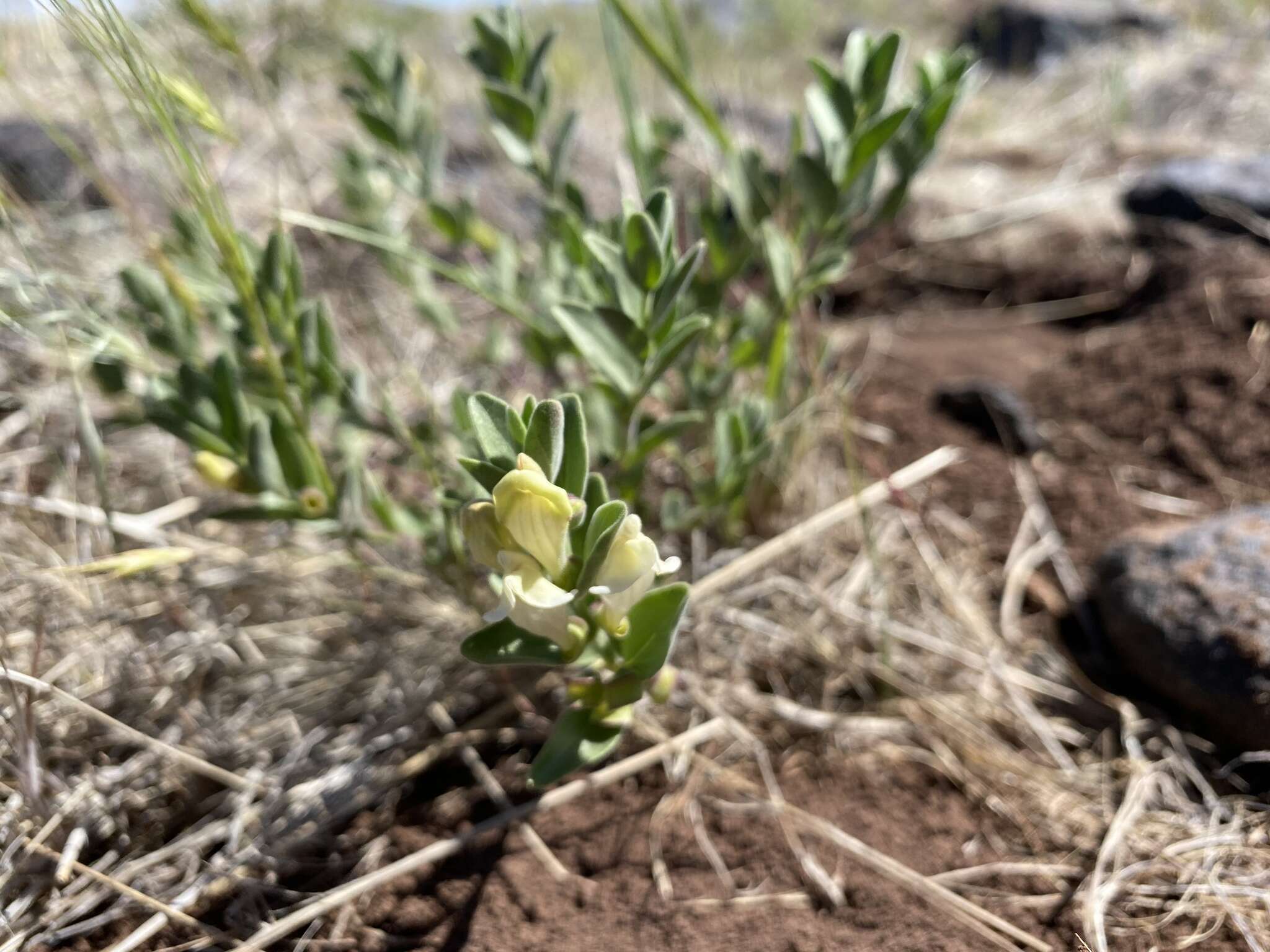 Image of dwarf skullcap