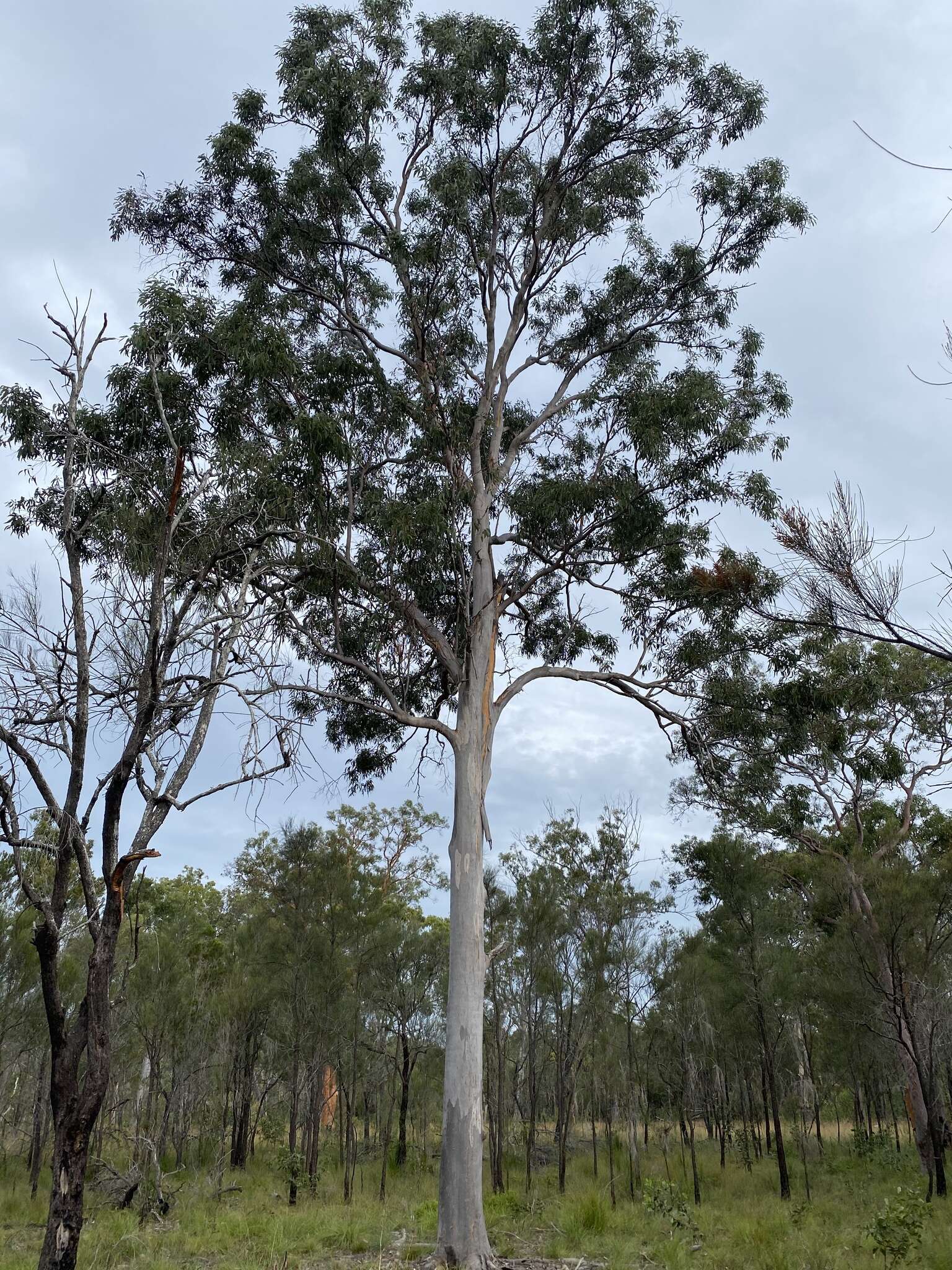 Image of Eucalyptus hallii Brooker