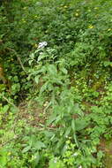 Image of Hesperis matronalis subsp. nivea (Baumg.) Kulcz.