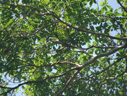 Image of Peruvian almond