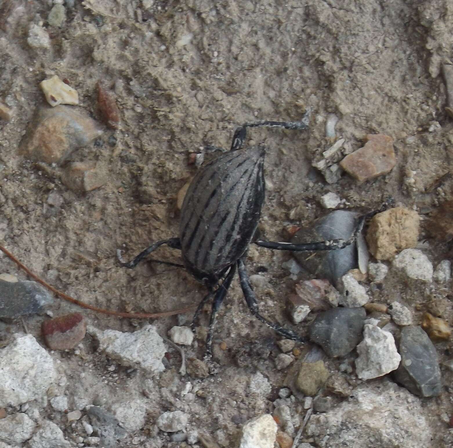 Image of Eleodes (Eleodes) mirabilis Triplehorn 2007