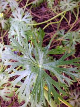 Image of Ranunculus inundatus R. Br. ex DC.