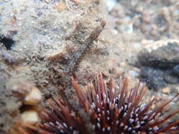 Image of Shortsnout pipefish